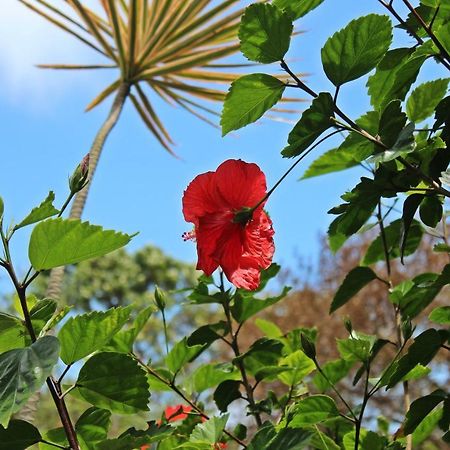 Morada Dos Hibiscos Hotel Praia do Rosa Luaran gambar